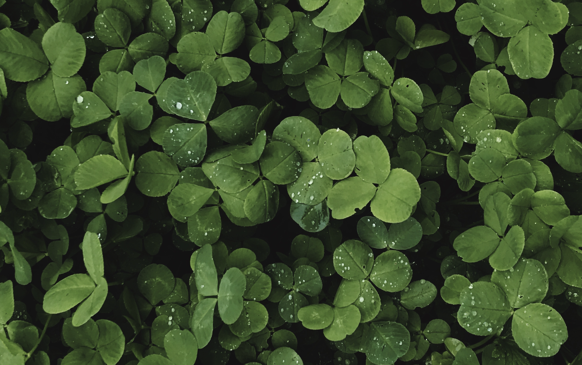 Cheap St. Patrick's Day Party Ideas