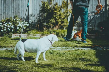 White dog with black spots watching a person use an orange electric trimmer in a sunny backyard garden